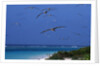 Laysan Albatrosses Flying by Anonymous