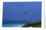 Laysan Albatrosses Flying by Anonymous