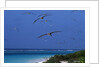 Laysan Albatrosses Flying by Anonymous