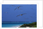 Laysan Albatrosses Flying by Anonymous