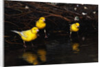 Canaries Standing by Water by Anonymous