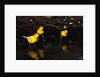 Canaries Standing by Water by Anonymous