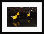 Canaries Standing by Water by Anonymous