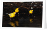 Canaries Standing by Water by Anonymous