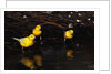 Canaries Standing by Water by Anonymous