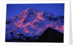Sunset Alpenglow on Mount Rainier by Anonymous