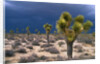 Storm Clouds Over Joshua Trees by Anonymous