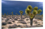 Storm Clouds Over Joshua Trees by Anonymous