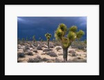 Storm Clouds Over Joshua Trees by Anonymous