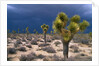 Storm Clouds Over Joshua Trees by Anonymous