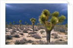 Storm Clouds Over Joshua Trees by Anonymous