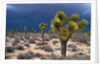 Storm Clouds Over Joshua Trees by Anonymous