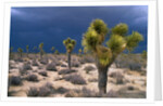 Storm Clouds Over Joshua Trees by Anonymous