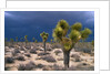 Storm Clouds Over Joshua Trees by Anonymous