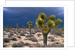 Storm Clouds Over Joshua Trees by Anonymous
