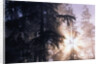 Redwood Forest with Early Morning Fog by Anonymous
