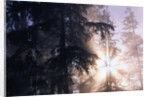 Redwood Forest with Early Morning Fog by Anonymous