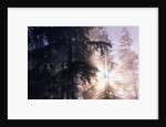 Redwood Forest with Early Morning Fog by Anonymous