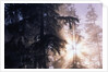 Redwood Forest with Early Morning Fog by Anonymous