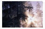 Redwood Forest with Early Morning Fog by Anonymous
