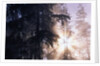 Redwood Forest with Early Morning Fog by Anonymous