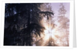 Redwood Forest with Early Morning Fog by Anonymous