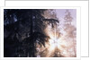 Redwood Forest with Early Morning Fog by Anonymous