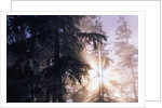 Redwood Forest with Early Morning Fog by Anonymous