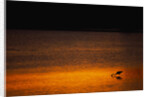 Heron Feeding at Sunset by Anonymous