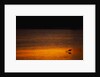 Heron Feeding at Sunset by Anonymous