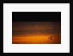 Heron Feeding at Sunset by Anonymous