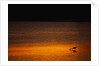 Heron Feeding at Sunset by Anonymous