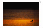 Heron Feeding at Sunset by Anonymous