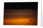 Heron Feeding at Sunset by Anonymous