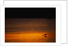 Heron Feeding at Sunset by Anonymous