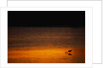 Heron Feeding at Sunset by Anonymous