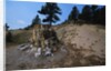 Petrified Redwood in Florissant Fossil Beds National Monument by Anonymous