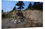 Petrified Redwood in Florissant Fossil Beds National Monument by Anonymous