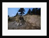 Petrified Redwood in Florissant Fossil Beds National Monument by Anonymous