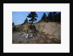Petrified Redwood in Florissant Fossil Beds National Monument by Anonymous
