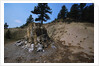 Petrified Redwood in Florissant Fossil Beds National Monument by Anonymous