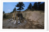 Petrified Redwood in Florissant Fossil Beds National Monument by Anonymous