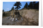 Petrified Redwood in Florissant Fossil Beds National Monument by Anonymous