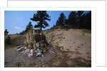 Petrified Redwood in Florissant Fossil Beds National Monument by Anonymous