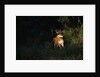 White-Tailed Deer by Anonymous