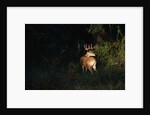 White-Tailed Deer by Anonymous