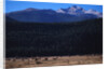 Elk Herd near Long's Peak by Anonymous