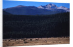 Elk Herd near Long's Peak by Anonymous