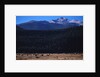 Elk Herd near Long's Peak by Anonymous