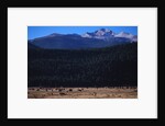 Elk Herd near Long's Peak by Anonymous